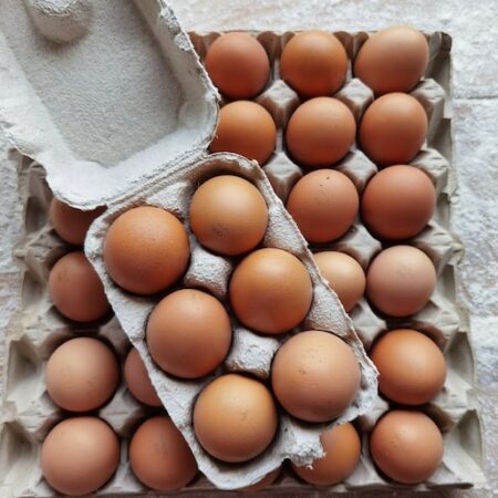 Oeufs bio x6