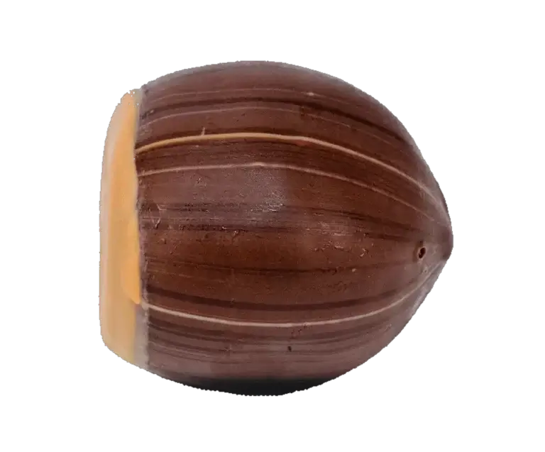 Noisette